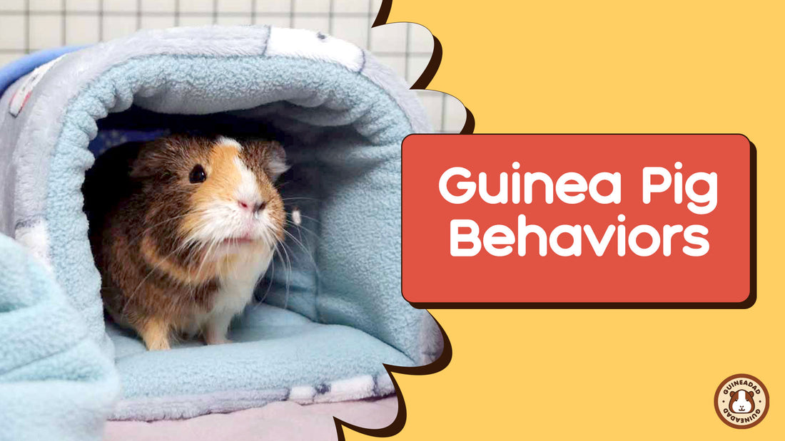 Guinea Pig Behaviors