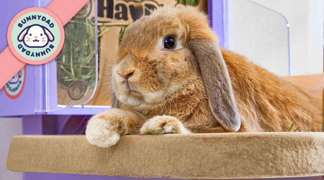  A rabbit with orange and brown fur on a "BunnyLet" A "BunnyDad" logo in the background, and a Hay Pod, a common rabbit feed, is also visible.