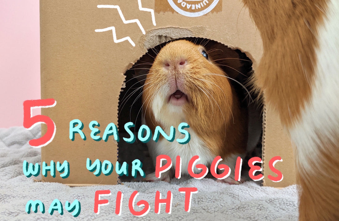 Title banner picture of the article why your guinea pigs are fighting showing guinea pig rumbling and growling in the GuineaDad Crunchy Condo