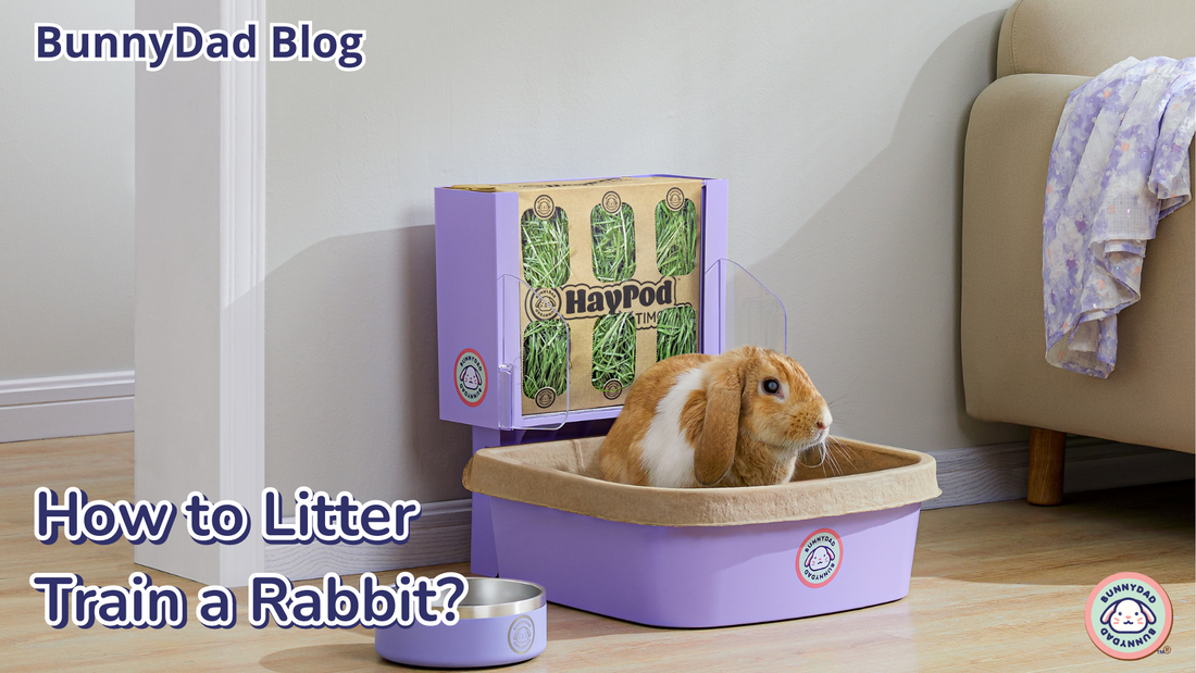 How to Litter Train a Rabbit
