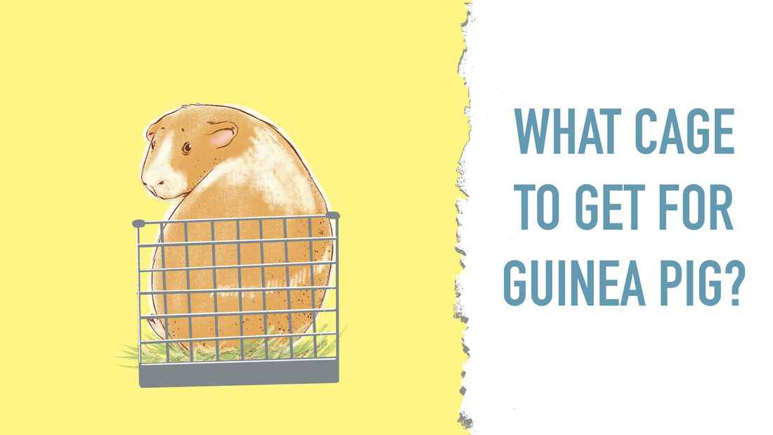 What Type of Cage Should I Get My Guinea Pig?