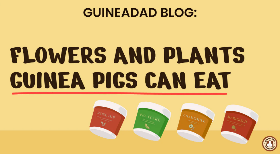 Flowers That Your Guinea Pig Can Eat
