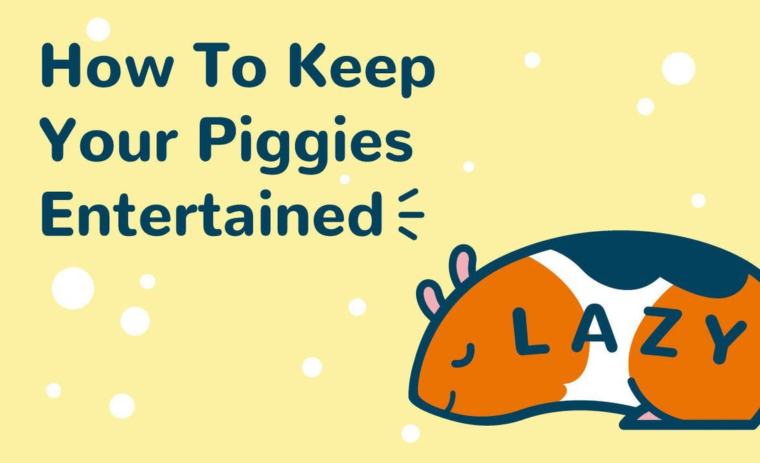 How to entertain your guinea pigs