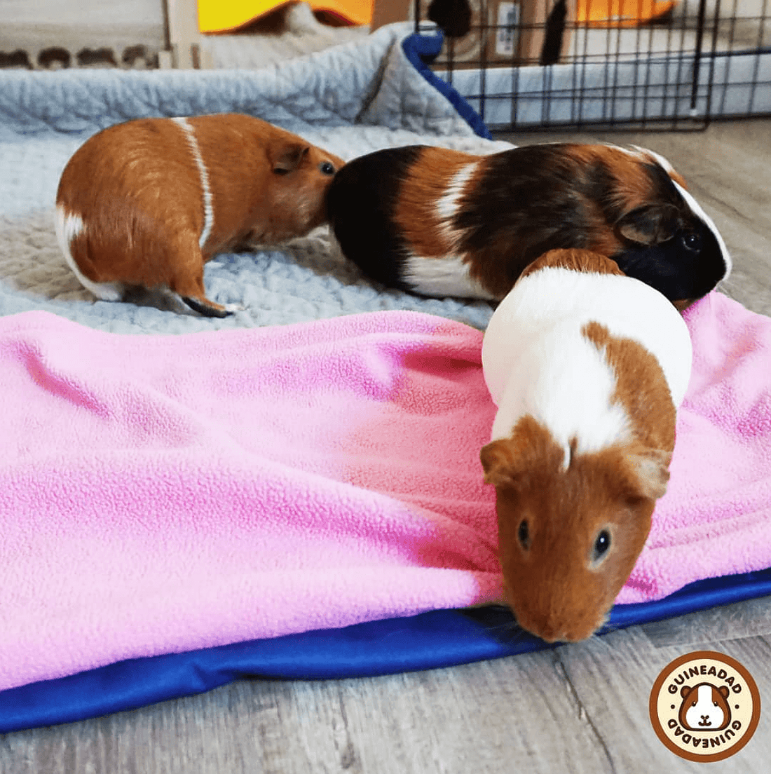 guinea pigs are social animals so they are usually going around in herds.
