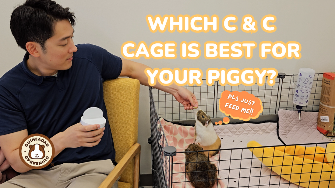 The Ultimate Guide to C&C Cages for Your Guinea Pigs