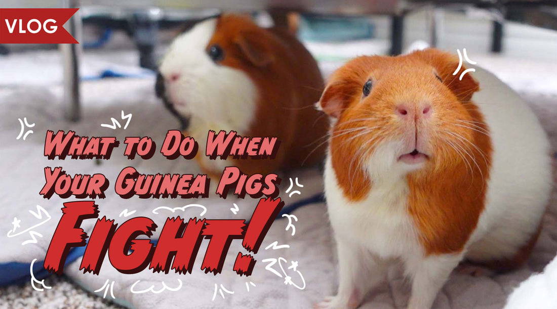 Guinea pig fight