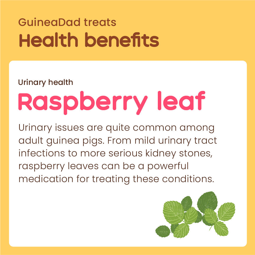 Subscription - GuineaDad Raspberry Leaf Treat Cup (100% All Natural)