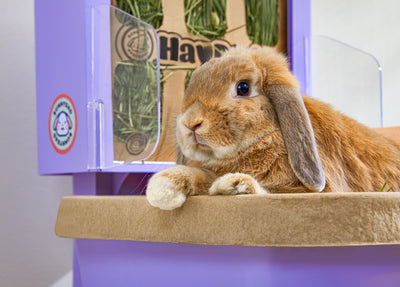 BunnyDad BunnyLet Litter Box/Feeder + Hay Bundle (Starter Kit)