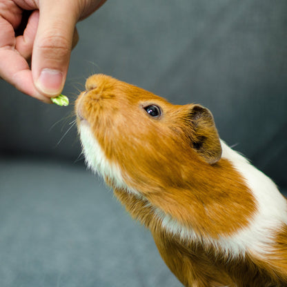 feeding guinea pig treats pea flakes