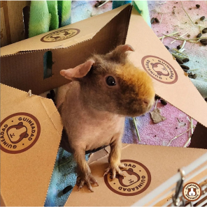 GuineaDad