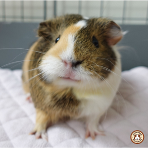 GuineaDad