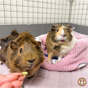 GuineaDad
