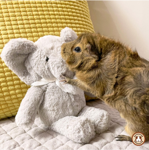 GuineaDad
