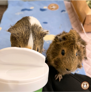 GuineaDad
