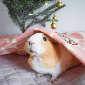 GuineaDad