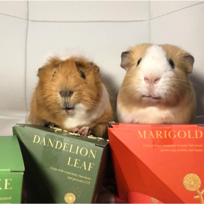 GuineaDad