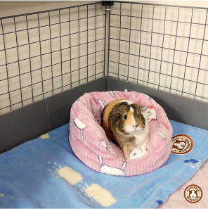 GuineaDad