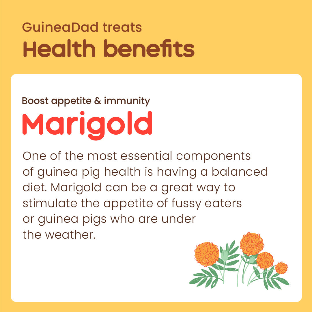 GuineaDad Marigold Treat Cups (100% All Natural)