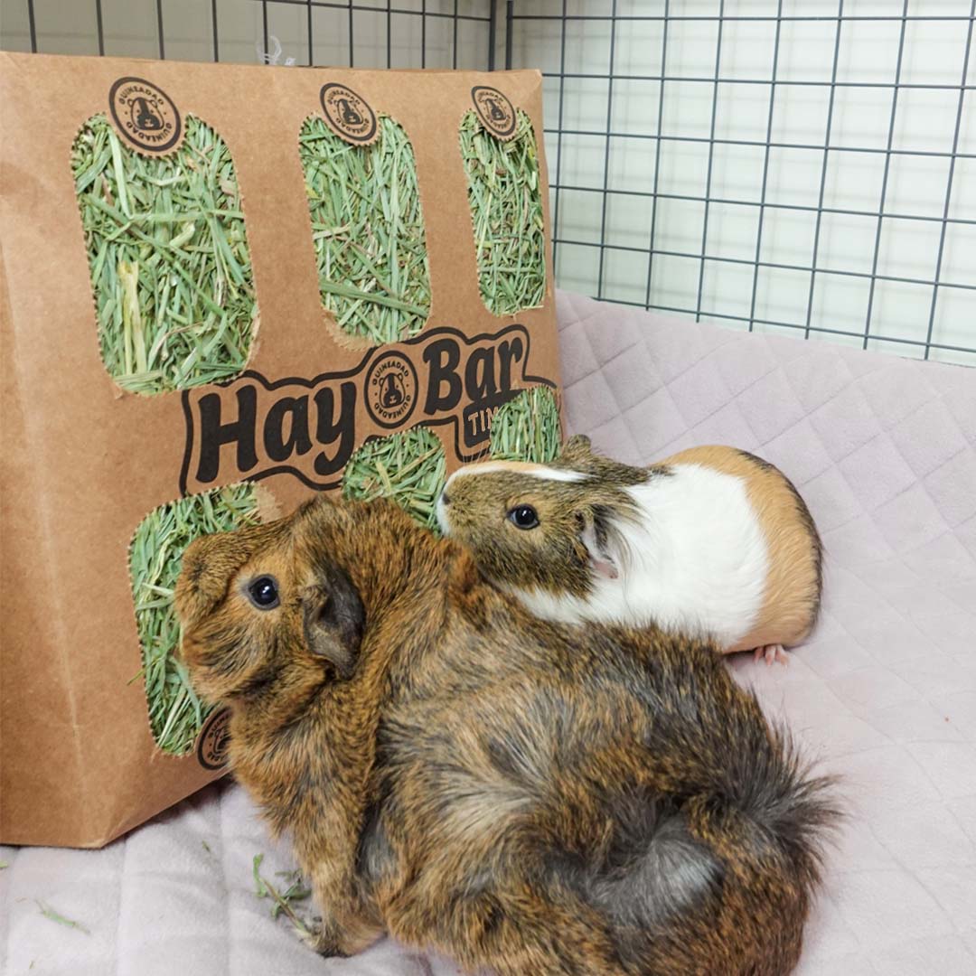 Guinea Pigs Eating GuineaDad Timothy Hay Bar